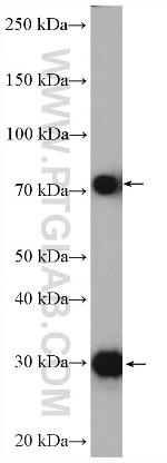 LDB3 Antibody in Western Blot (WB)