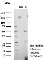 KIF2C (Kinesin Family Member 2C)/MCAK Antibody in SDS-PAGE (SDS-PAGE)