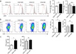 CD4 Antibody in Flow Cytometry (Flow)