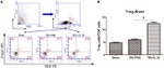 CD4 Antibody in Flow Cytometry (Flow)