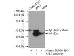 RPL3 Antibody in Immunoprecipitation (IP)