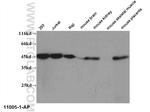 RPL3 Antibody in Western Blot (WB)