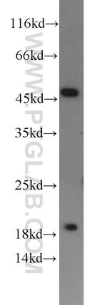 RPL3 Antibody in Western Blot (WB)