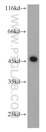 RPL3 Antibody in Western Blot (WB)