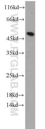 RPL3 Antibody in Western Blot (WB)