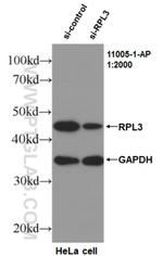 RPL3 Antibody in Western Blot (WB)