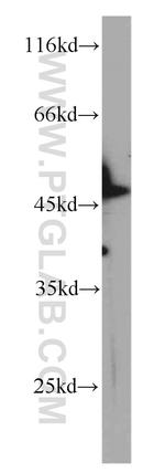 RPL3 Antibody in Western Blot (WB)