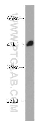 RPL3 Antibody in Western Blot (WB)