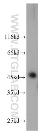 RPL3 Antibody in Western Blot (WB)