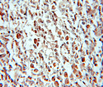 PPAN Antibody in Immunohistochemistry (Paraffin) (IHC (P))