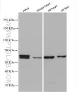 PPAN Antibody in Western Blot (WB)