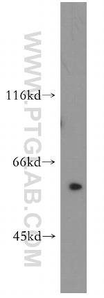 PPAN Antibody in Western Blot (WB)