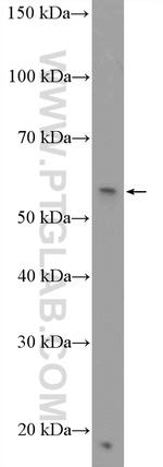 PPAN Antibody in Western Blot (WB)