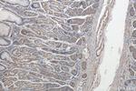 CDK5RAP3 Antibody in Immunohistochemistry (Paraffin) (IHC (P))