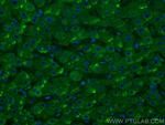 CDK5RAP3 Antibody in Immunohistochemistry (PFA fixed) (IHC (PFA))