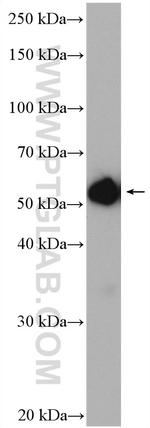 CDK5RAP3 Antibody in Western Blot (WB)