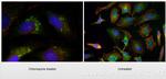 GABARAPL1 Antibody in Immunocytochemistry (ICC/IF)