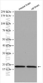 GABARAPL1 Antibody in Western Blot (WB)