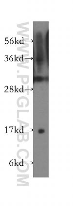 GABARAPL1 Antibody in Western Blot (WB)