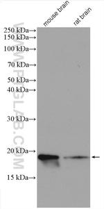 GABARAPL1 Antibody in Western Blot (WB)