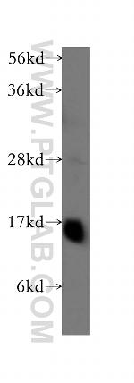 GABARAPL1 Antibody in Western Blot (WB)