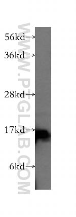 GABARAPL1 Antibody in Western Blot (WB)