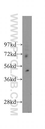 FATP4 Antibody in Western Blot (WB)