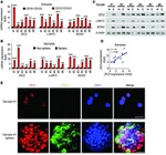 CD13 Antibody in Immunocytochemistry (ICC/IF)