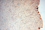 AK2 Antibody in Immunohistochemistry (Paraffin) (IHC (P))