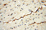 AK2 Antibody in Immunohistochemistry (Paraffin) (IHC (P))