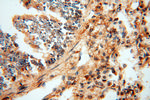 AK2 Antibody in Immunohistochemistry (Paraffin) (IHC (P))