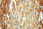 AK2 Antibody in Immunohistochemistry (Paraffin) (IHC (P))