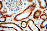 AK2 Antibody in Immunohistochemistry (Paraffin) (IHC (P))