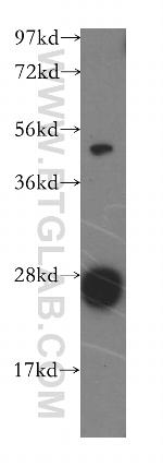 AK2 Antibody in Western Blot (WB)