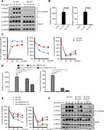 CD14 Antibody in Flow Cytometry (Flow)