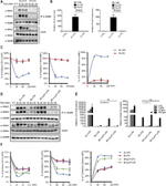 CD14 Antibody in Flow Cytometry (Flow)