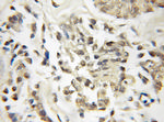 DOM3Z Antibody in Immunohistochemistry (Paraffin) (IHC (P))