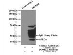 DOM3Z Antibody in Immunoprecipitation (IP)