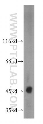 DOM3Z Antibody in Western Blot (WB)