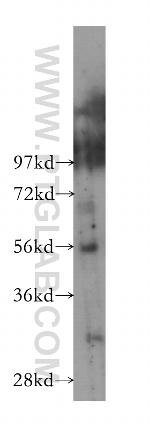 DOM3Z Antibody in Western Blot (WB)