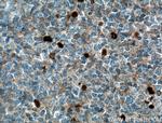 IGHM Antibody in Immunohistochemistry (Paraffin) (IHC (P))