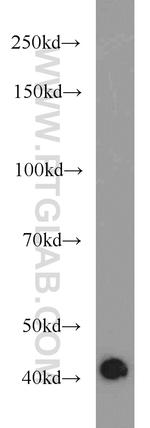 Dystroglycan Antibody in Western Blot (WB)