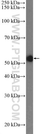 MUS81 Antibody in Western Blot (WB)