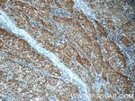 SGTA Antibody in Immunohistochemistry (Paraffin) (IHC (P))