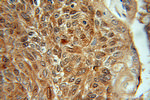 SGTA Antibody in Immunohistochemistry (Paraffin) (IHC (P))