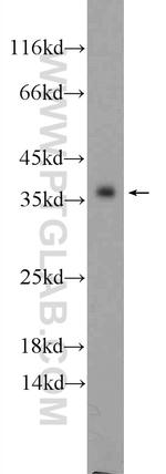 SGTA Antibody in Western Blot (WB)