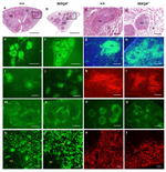 TER-119 Antibody in Immunohistochemistry (IHC)