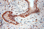 PGM2 Antibody in Immunohistochemistry (Paraffin) (IHC (P))