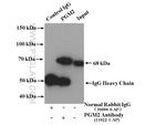 PGM2 Antibody in Immunoprecipitation (IP)