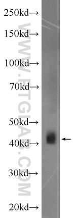 ACTR1B Antibody in Western Blot (WB)